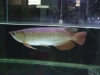 Arowana fishes of different kinds and sizes for sale